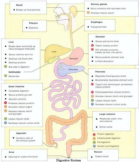 human digestive system illustrations medicalndx