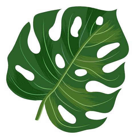 Hoja De Monstera Planta De Selva Tropical Verde Aislada Sobre Fondo