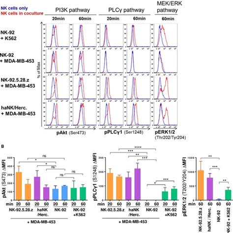 Nk Cell Resistant Tumor Cells Induce Clustering But Not Polarization Of