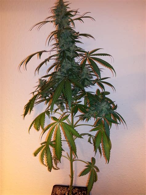 Strain Galerie Early Skunk Sensi Seeds PIC 11111633912743627 Von