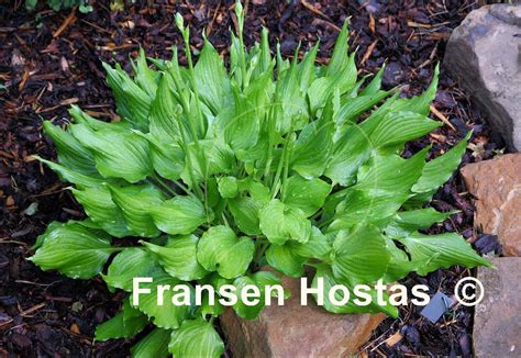 Hosta Bridegroom Fransen Hostas