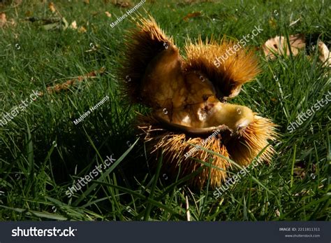 Empty Spiky Chestnut Husk Green Grass Stock Photo 2211811311 Shutterstock