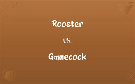 Rooster vs. Gamecock: Know the Difference