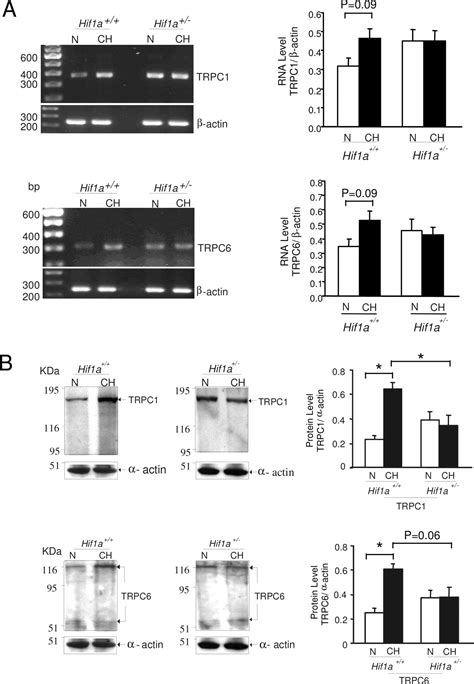 Hypoxia Inducible Factor 1 Mediates Hypoxia Induced TRPC Expression And