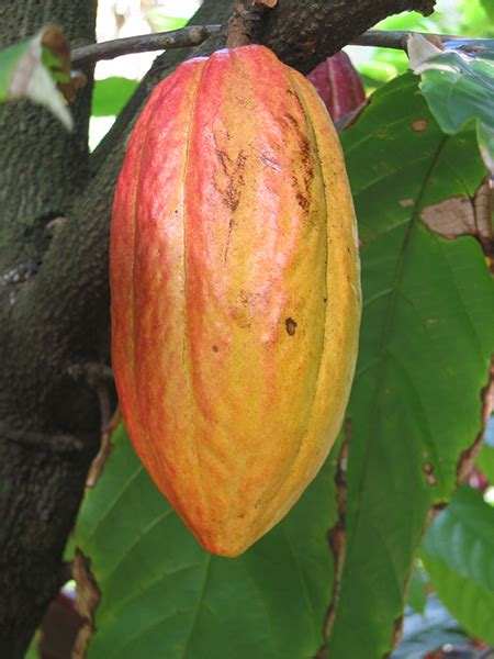 National Tropical Botanical Garden Theobroma Cacao Plant Detail