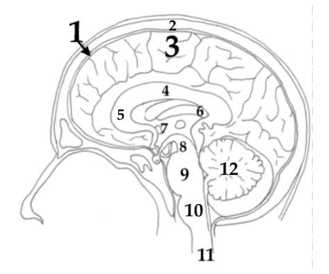 brain cross section part  diagram quizlet