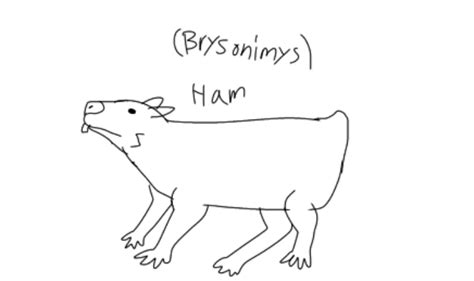 Brysonimys Suinus The Ham Rhaminations