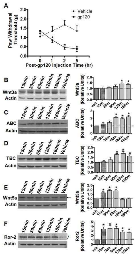 Expression Profiles Of Wnt Signaling Proteins In The Hiv Gp120 Pain Download Scientific Diagram