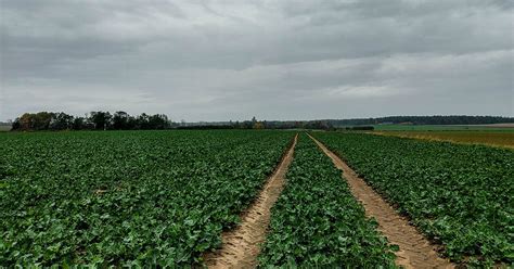 Uprawa Rzepaku Na Dolnym L Sku Jesie Nasze Uprawy Agrofoto