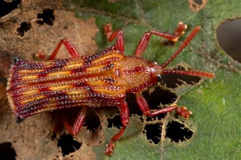 Leaf Beetles Subjects Nature Closeups