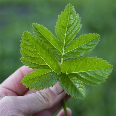 Zevenblad Een Onkruid Dat Je In Bijna Iedere Moestuin Wel Kan Vinden