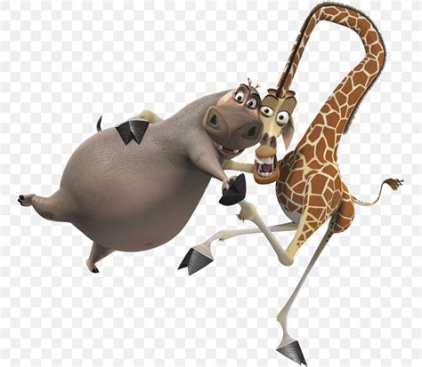 Melman Gloria Alex Marty Madagascar Png 753x716px Melman Alex All