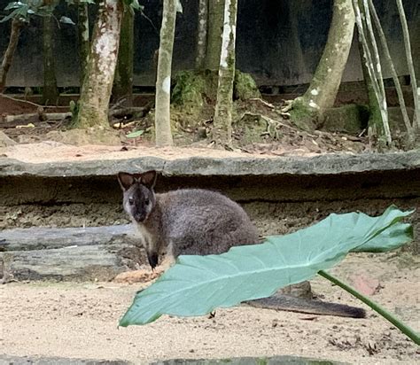 Gambar Flora Dan Fauna Di Negara Singapura John Mackay