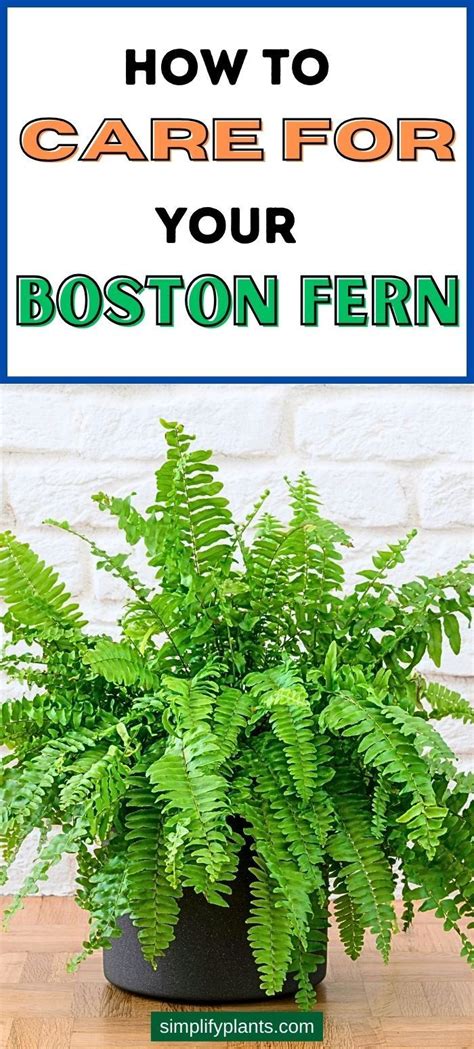 Boston Fern Care Guide Ultimate Techniques For Boston Fern Plants In