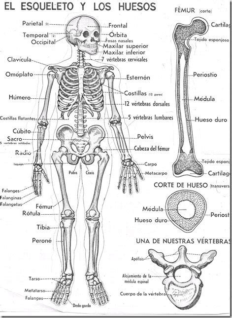 Doki Sistema Oseo Para Colorear Imagui Cuerpo Humano Colorear Esqueleto