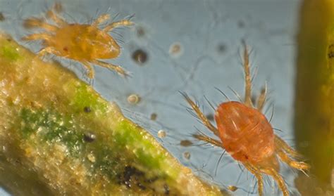 What You Should Know About Mites