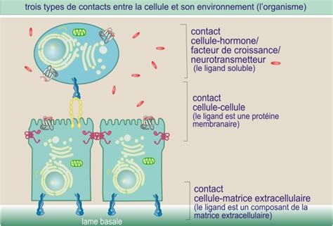 Introduction Les Mol Cules D Adh Rence Biologie Cellulaire