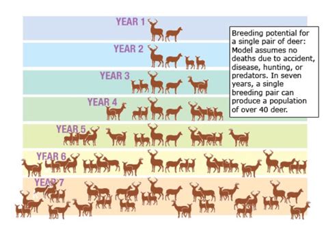 Managing Deer Population Through Predation Control