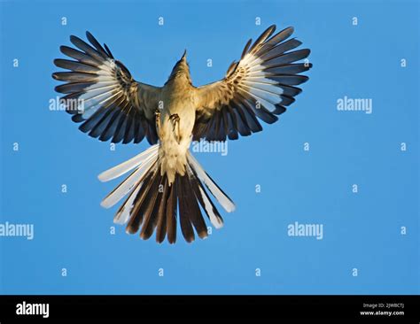 northern mockingbird flight stock photo alamy