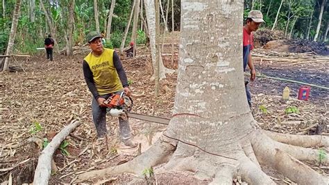 Tebang Pohon Sengon Yang Sangat Besar Dan Tua Youtube