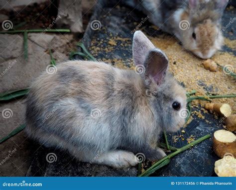 Little Rabbits Eating Potatoes In The Farm Stock Photo Image Of