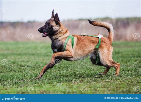 Working Malinois Dog. Belgian Shepherd Dog. Police, Guard Dog Stock ...
