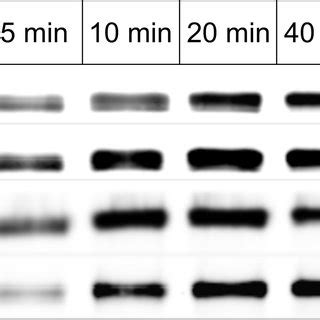 Structural Organization Of Rsk And The Canonical Scheme Of The