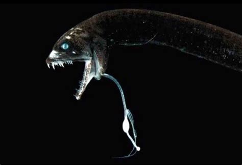 Black Dragonfish Bioluminescence
