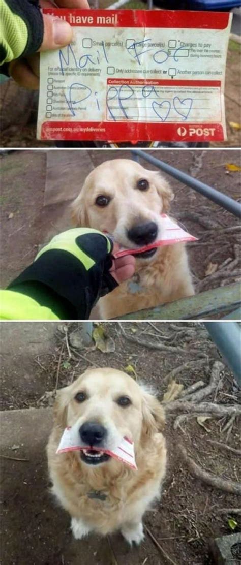 Pippa The Golden Retriever Collects The Mail Everyday On Days When Her Humans Don’t Receive Any