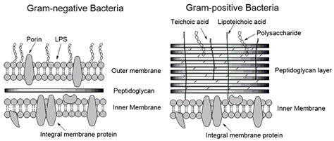 Hydrophobic amino acids in membran - wisevamet