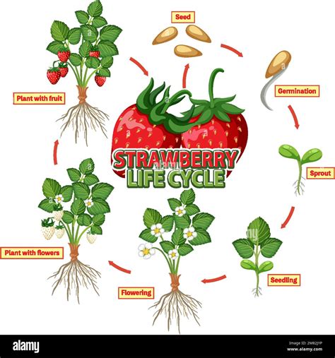 Illustration Du Schéma Du Cycle De Vie De La Fraise Image Vectorielle