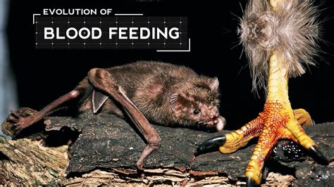 How Vampire Bats Evolved To Feed Only On Blood Youtube