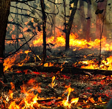 A Controlled Fire Burns In The Amazon Rainforest In 2018 For Scientific