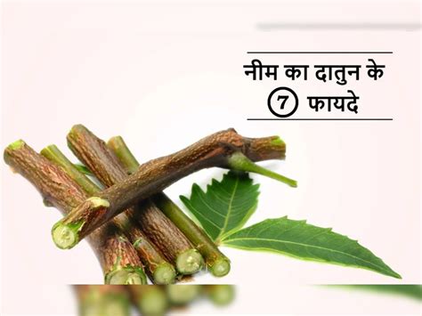 Neem Ke Datun Ke Fayde नीम का दातुन करने से होते हैं ये फायदे