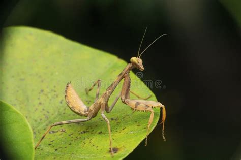 Nymph Of Giant Asian Mantis Hierodula Tenuidentata A New Invasive