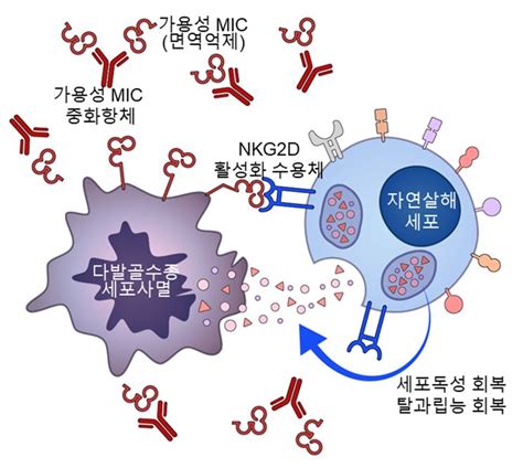 다발골수종 암세포 잡는 자연살해세포 활성화 방법 찾았다 - 헬스코리아뉴스