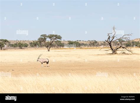 Gemsbok Oryx Gazella In The Kgalagadi Transfrontier National Park