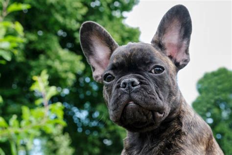 Black Brindle French Bulldog Stock Photos Pictures And Royalty Free