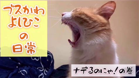 【癒し猫】ママに撫でてほしい猫‐よしひこ‐が懸命に訴える姿がかわいすぎる！ Vol4 Youtube