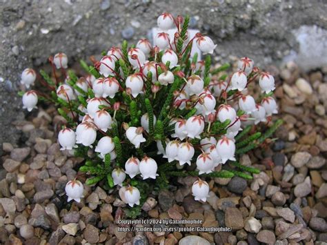 White Mountain Heather Cassiope Mertensiana