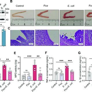 AhR Activation Increases Tight Junction Protein Levels And Limits NF K