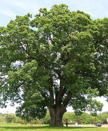 Types Of Oak Trees In West Texas Dorthea Morehead