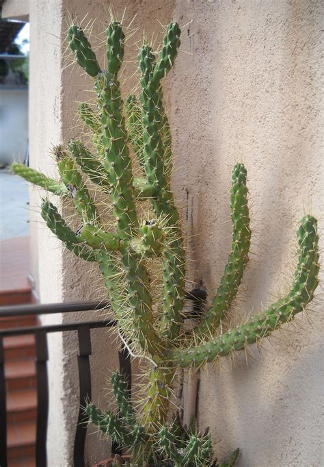 Opuntia Subulata Passioni Succulente