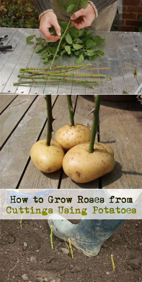 How To Grow Roses From Cuttings Using Potatoes Plants Rose Cuttings Plant Cuttings