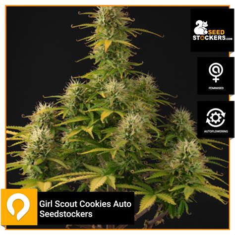 Girl Scout Cookies Auto Seedstockers Feminised Seeds Kazam Seeds