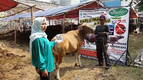 Sapi Bima Qurban 2017 Kode 66 Rp 19 5 Juta GoQurban YouTube