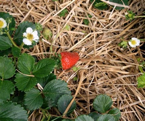 Aardbeien Planten Kweken Verzorgen And Stekken Doepserlevennl