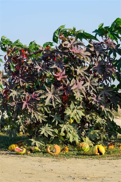 Grandes Arbustos De Ricinus Uma Planta Que Produz Leo De R Cino Imagem