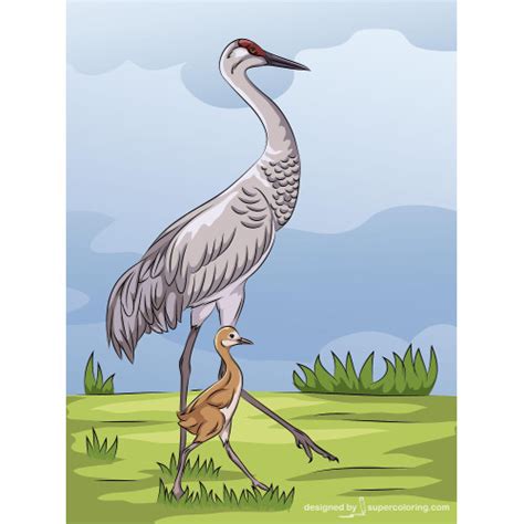 Sandhill Crane Vector Super Coloring