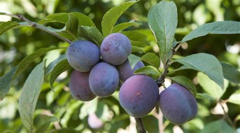 Plum Tree Varieties: 22 Different Types of Plum Trees For Your Garden ...